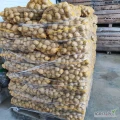 Sprzedam ziemniaki odmiany Ignacy w worku 15 kg duze i małe ilości możliwy transport.