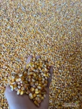 Sprzedam kukurydzę suchą z tegorocznych zbiorów w dowolnych ilościach. Kukurydza bez DON, szybki załadunek, waga na miejscu,...