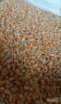 Sprzedam kukurydzę suchą ilość około 60 ton. 
