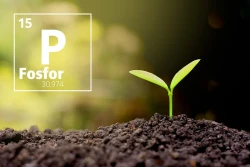 Jak zabezpieczyć fosfor w glebie?