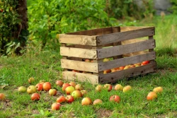 Sytuacja na Białorusi i... eksport polskich jabłek