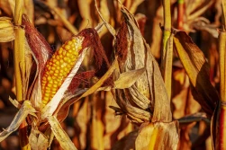 IUNG: kukurydza najbardziej zagrożona suszą