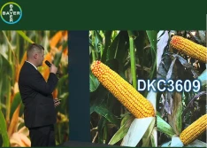 Trzy nowe odmiany kukurydzy firmy Bayer