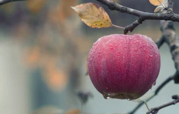 Sadownicy protestują - czy UOKiK zajmie się spadającymi cenami jabłek?