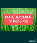 Kupie jęczmień 300 ton. 