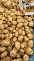 Naszykuje na sobotę wieczór 120 worków ziemniaków jadalnych, ładny towar wybrany ręcznie, ziemniaki żółte kaliber5+ tel 507926421