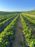 Witam sprzedam truskawke z nowej plantacji około 2ha odmiana Limuisa i Cory
