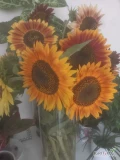 Sprzedam słonecznik ozdobny ciente kwiaty