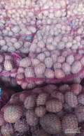 Witam, sprzedam ziemniaki bellarosa ukopane w dniu dzisiejszym około 200 worków cena to 22 zł za worek 15 kg. 