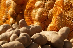 COBORU: ziemniaki skrobiowe 2020