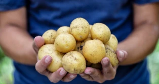 COBORU: jak plonowały ziemniaki bardzo wczesne 2020?