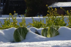 Zimni ogrodnicy: jak pomóc uprawom w chłodne noce?