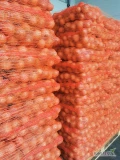 Sprzedam cebulę młodą podsuszoną kaliber 5-8 5-7 Worek 10,15 kg Ilości tirowe i paletowe 
