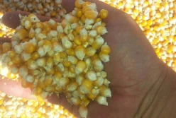 COBORU: jak plonowała kukurydza? (odmiany wczesne)