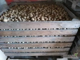 Sprzedam ziemniaki drobne, przesortowane, bez spękanych, zielonych, ilość ok. 1,2 t (Volumia 600 kg i Natalia ok 600 kg).