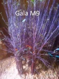 Sprzedam ostatnie 850szt drzewek Gala M9
