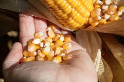 Podsumowanie sezonu uprawy kukurydzy na ziarno w roku 2020