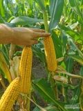 Sprzedam kukurydzę suchą z zbiorów tegorocznych 14% ilość 500-650 ton
