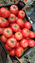 Sprzedam pomidory malinowe hakumaru ilości paletowe 