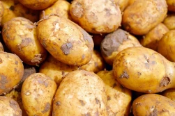 5 nowych odmian ziemniaków w Krajowym Rejestrze