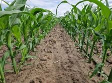 Ocena przebiegu wegetacji kukurydzy ziarnowej i kiszonkowej