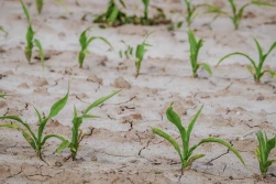 Technologia uprawy kukurydzy w warunkach suszy