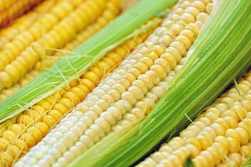 COBORU: 28 nowych odmian kukurydzy