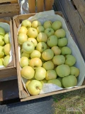 Sprzedam jabłko letnie Ananas bardzo ładne w trakcie szykowania