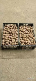 Sprzedam ziemniaki podkiełkowane odmiana  RIVIERA w skrzynkach rok po centrali zaprawione na Rizektorioze około 2.5tony. Cena 2.5zl za...