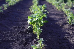 GUS: ile hektarów obsadzono ziemniakami, ile obsiano zbożem?