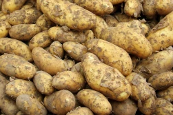 OZPW: młode ziemniaki z importu bez badań fitosanitarnych?
