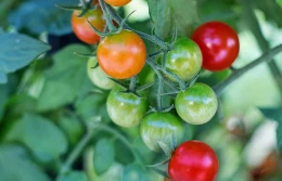 Tomato Vision czyli pomidory widziane okiem Syngenty