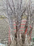 Sprzedam 220 drzewek zostało po sadzeniu Gala Brookfild M9 w koronie. 