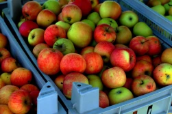 Jabłek na Ukrainie będzie mniej niż rok temu nawet o 30-40%