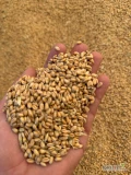 Witam sprzedam pszenice nowy zbior 800 zl okolo 50 ton waga i załadunek na miejscu 606422973