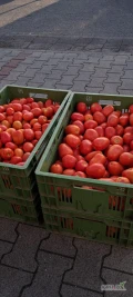 Nawiąże współpracę z odbiorcą pomidora polnego 
