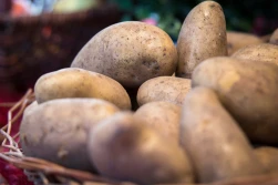 Niesprzedane ziemniaki trafią do biogazowni?!