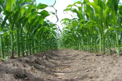 Skuteczne odchwaszczanie a wysoki plon kukurydzy