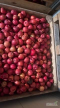 Sprzedam 55 skrzyń jabłka RED JONAPRINCE na struganie / obieranie. Owoce w dobrej kondycji z przejawami parcha. Kontakt 504 338 974