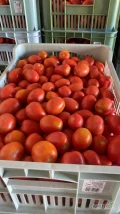 Sprzedam każdą ilość pomidora gruntowego 
