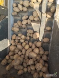 Sprzedam ziemniaki z parchem 