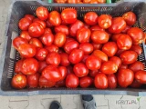 Sprzedam pomidora polnego Limę odmiana Dyno z transportem do 200 km od Rawicza. Przy pełnym busie 1.2T. Lub odbiór osobisty. 
