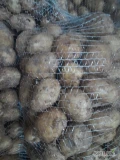 Posiadam na sprzedaż duże ilości młodego białego ziemniaka odmiany IRYS.  Ziemniak w tym roku z centrali bardzo ładny duży kaliber...
