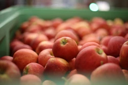 PKO BP: jakie prognozy cen na rynku owoców?