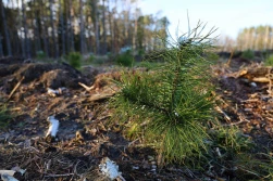 Będzie ,,okrągły stół'' w sprawie Lasów Państwowych