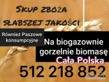 Skup zboża gorszej jakości na gorzelnię i paszowe każdej jakości wilgotne zanieczyszczone robak śnieć  po robaku na gorzelnie biogaz...