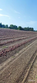 Sprzedam cebulę czerwoną bardzo dobrej jakości.5-8 cmm