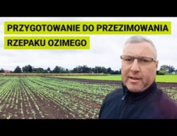 Jak przygotować rzepak do przezimowania? Zabiegi fungicydowo - regulacyjne.