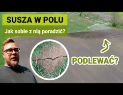 Susza na polach. Brak deszczu. Co robić?