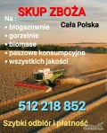 Skup zboża gorszej jakości na gorzelnię i paszowe każdej jakości wilgotne zanieczyszczone robak śnieć  po robaku na gorzelnie biogaz...